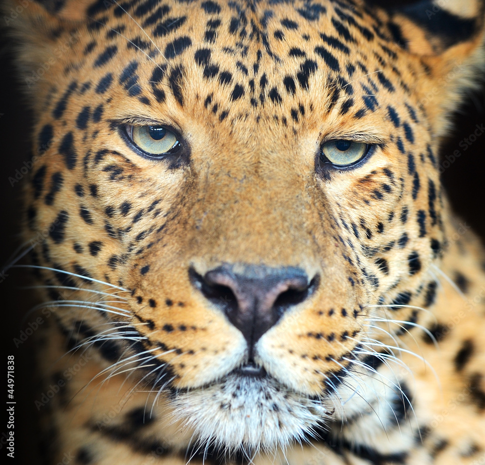 Obraz premium Leopard