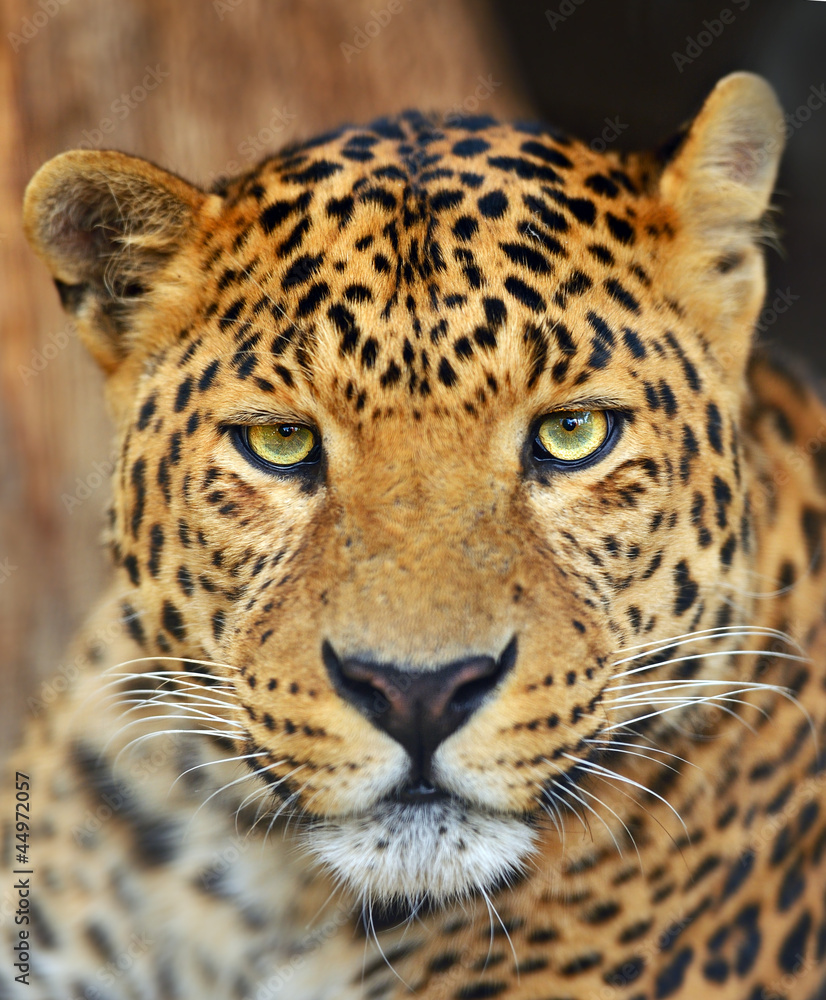 Fototapeta premium Leopard