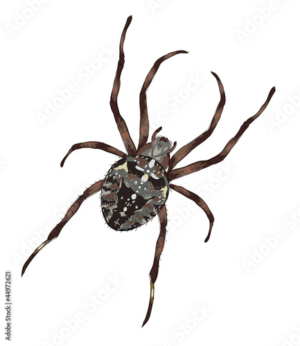Big spider with cross-shaped drawing on a back. © grib_nick