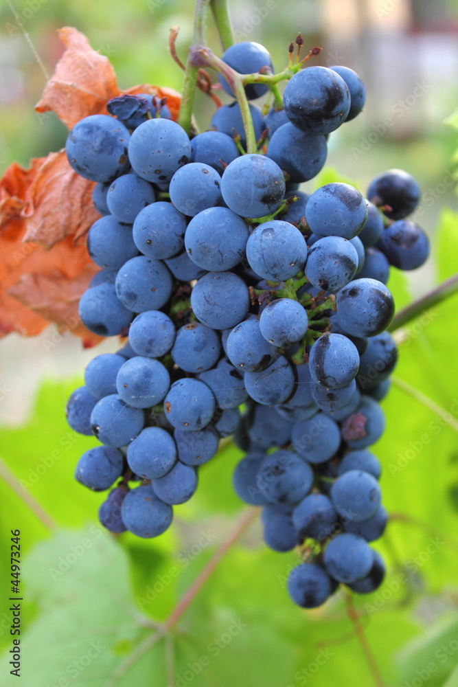 red grapes in the garden