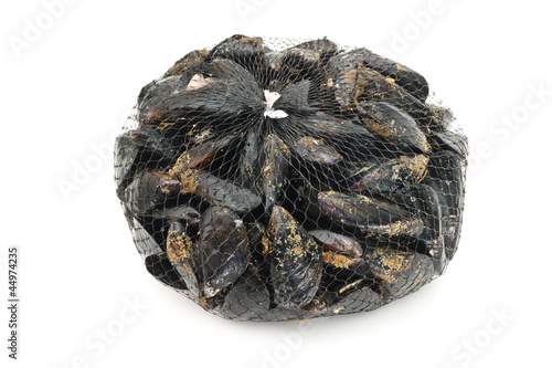 cozze - mussels photo