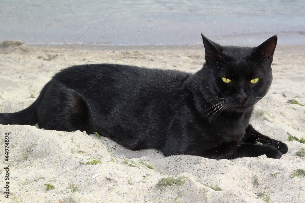 Obraz premium Black cat on the beach