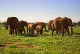 Herd of elephants in the wild. Africa.