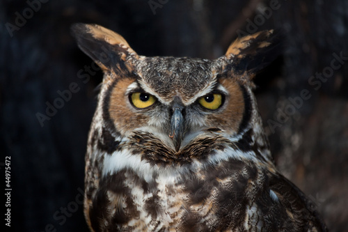 Great Horned Owl in a Tree © garytog