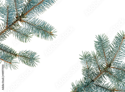 Christmas fir branches framework  isolated on white