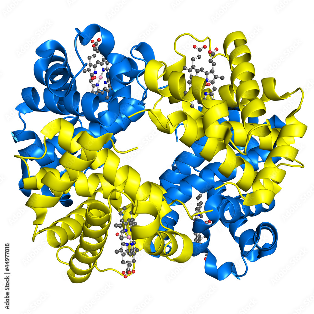 Hemoglobin structure StockIllustration Adobe Stock