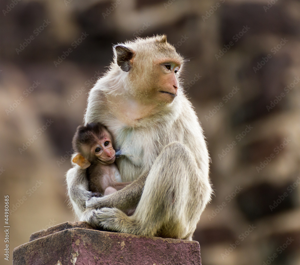 Baby monkey and mother