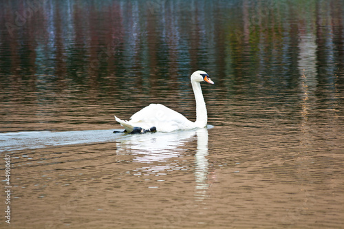 White swan floats in lake