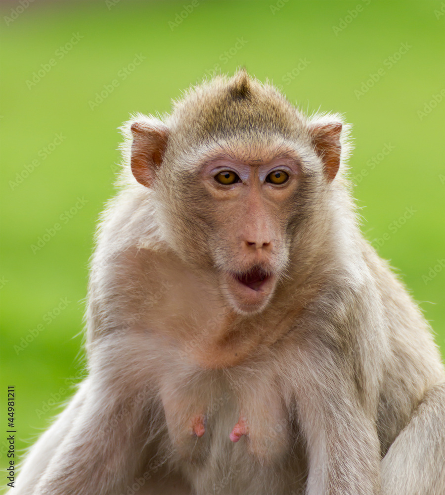 Macaque mongkey closeup Macaque mongkey closeup