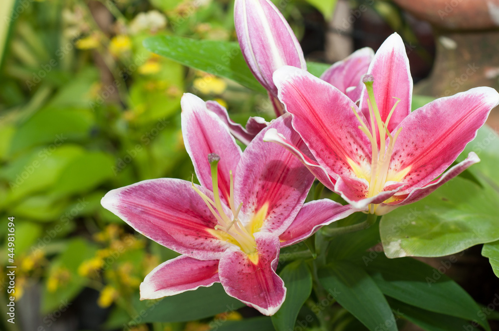 tulip flower blossom