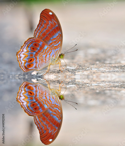 Red butterfly (royal assyrian) photo