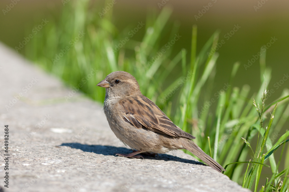 sparrow on a stone sparrow on a stone