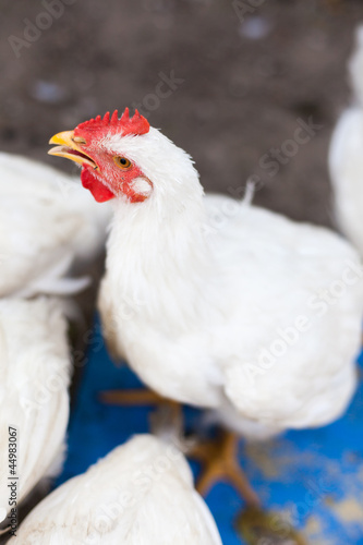 Closeup of an young chicken