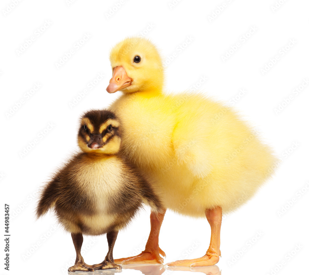 Domestic duckling and gosling