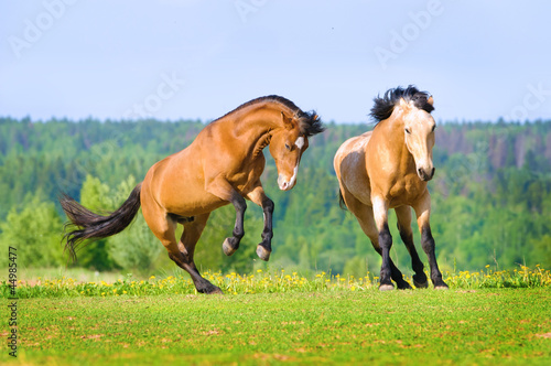 Two bay horses playing on the meadow