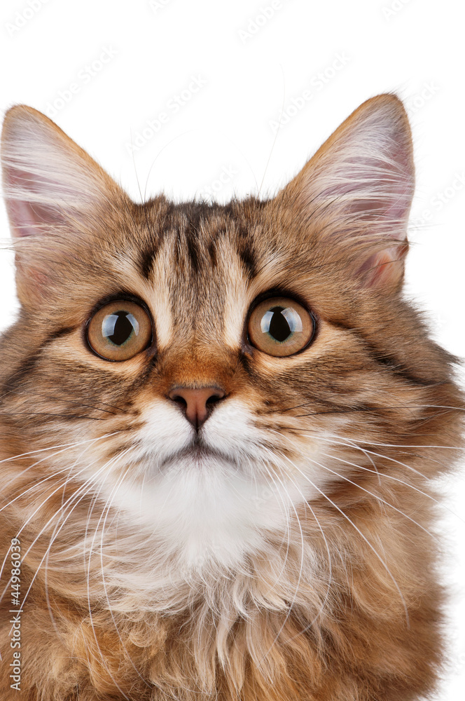 Fototapeta premium Portrait of cat