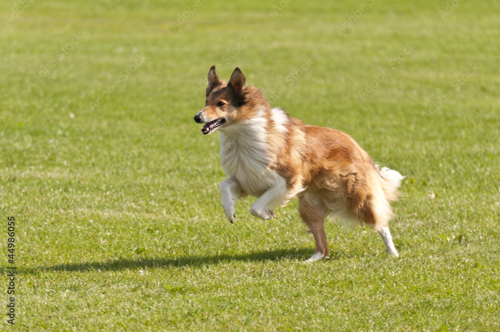Hunderennen Hunderennen