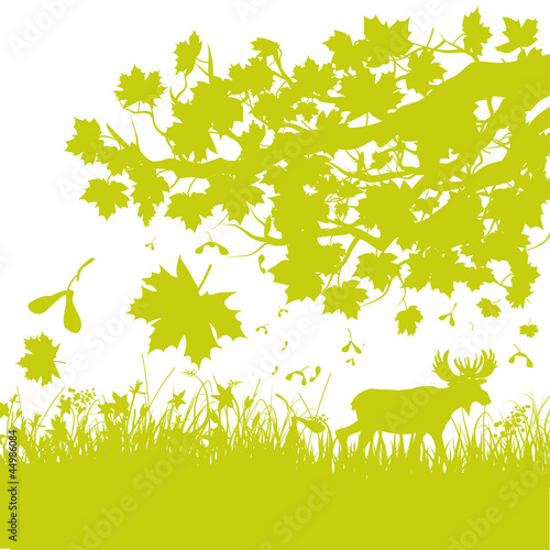 Grashalme_Ahornwald