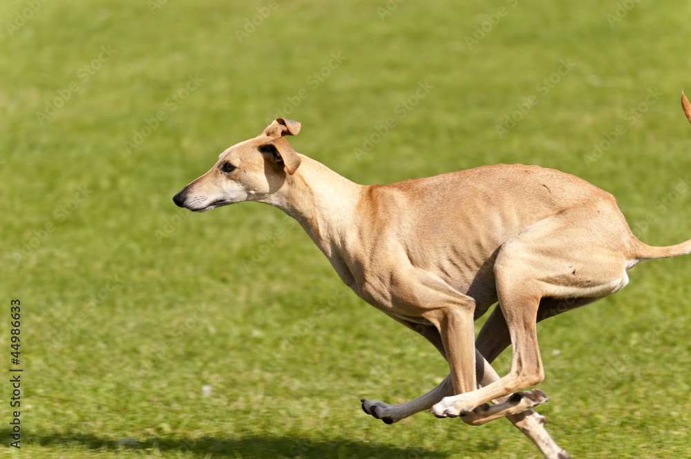 Hunderennen