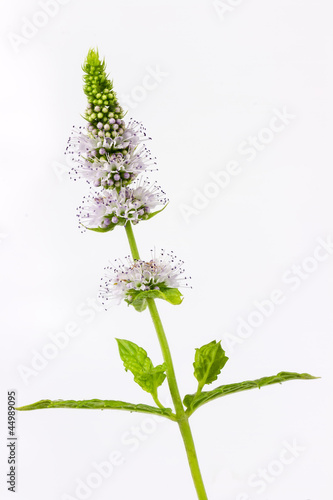 mint with flowers