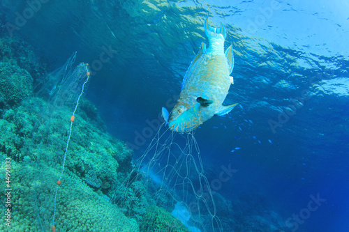 Photography Environmental problem -fish killed by fisherman's gill net
