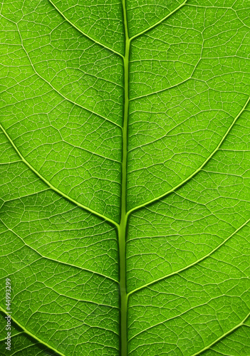 Big green leaf of a plant