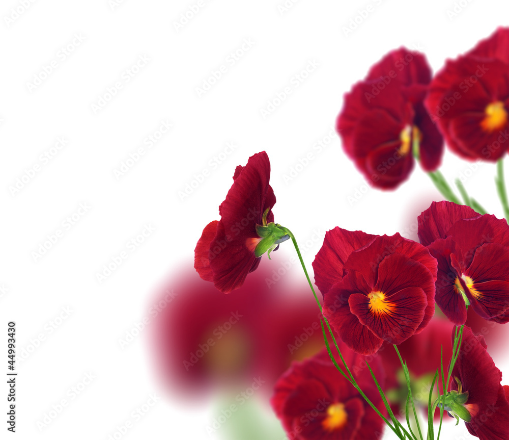 many red pansy flowers isolated on white many red pansy flowers isolated on white