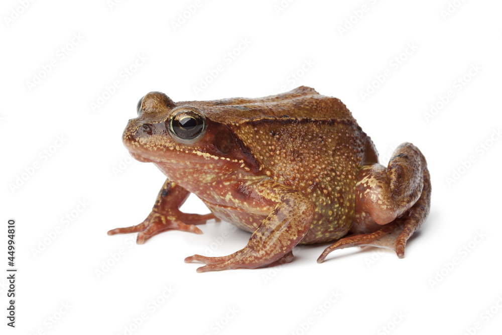 Common brown frog en profile Common brown frog en profile