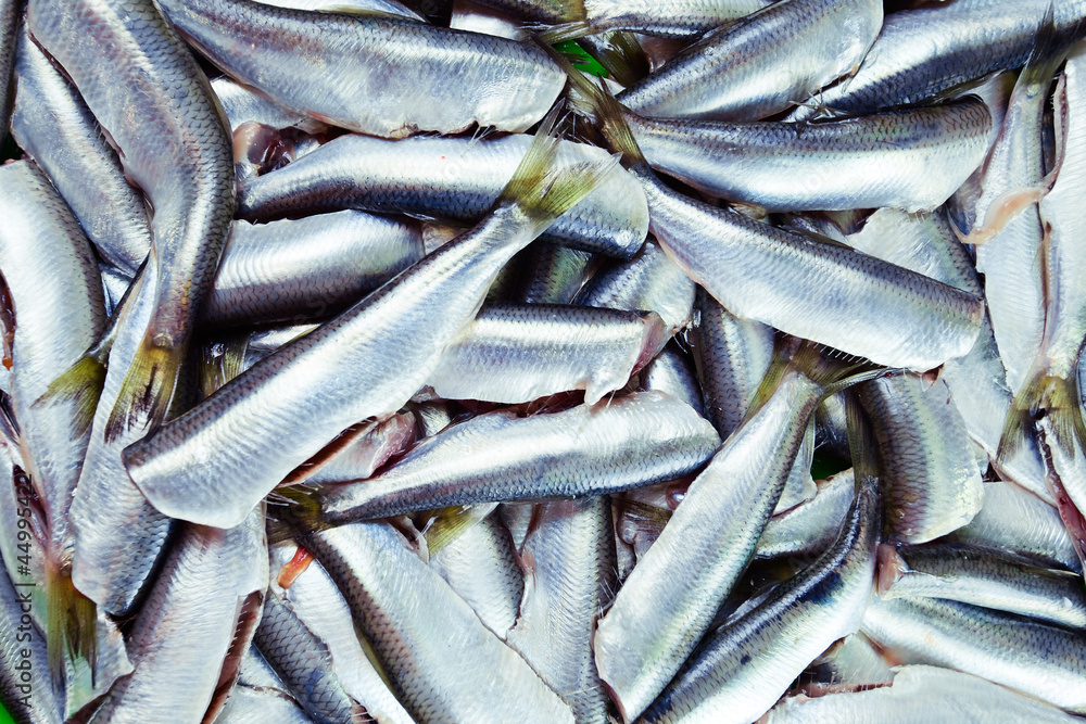 Obraz premium Fresh crude anchovies