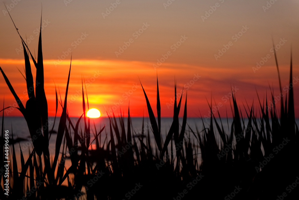 Sunset at sea behind reed