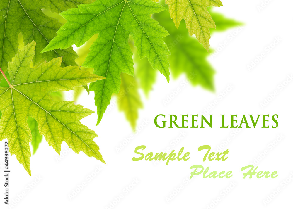 Fototapeta premium green maple leaves