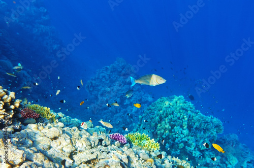 Fototapeta Naklejka Na Ścianę i Meble -  Coral and fish in the Red Sea.Egypt