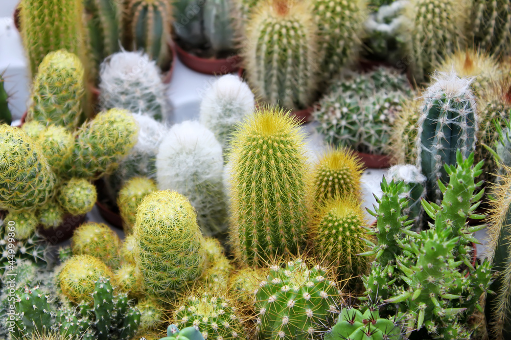 Cactus Cactus