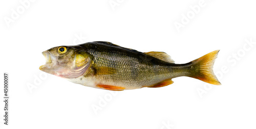 Bass perch fish after fishing isolated on white