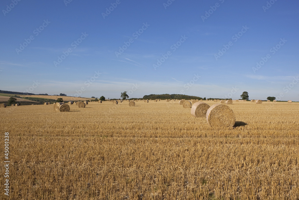 Fototapeta premium agricultural scenery