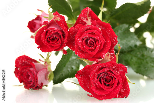 Beautiful vinous roses on white background close-up