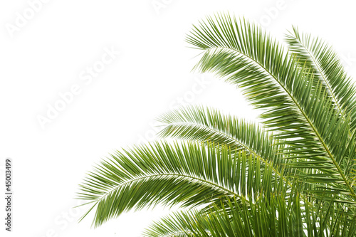 the palm tree © zhu difeng