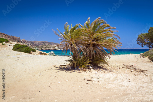 Cretan Date palm trees on idyllic Vai Beach, Greece © Patryk Kosmider