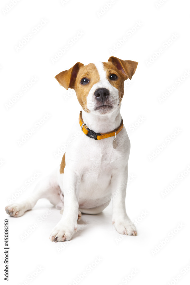 Cute Young Dog on white background Cute Young Dog on white background