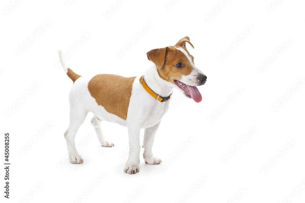 Puppy Jack Russell Puppy Jack Russell