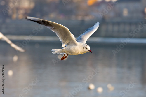 flying seagull in action