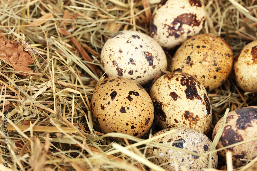 quail eggs in a nest of hay close-up quail eggs in a nest of hay close-up