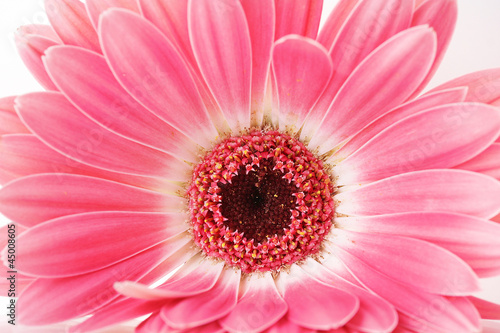 beautiful pink gerbera close up.