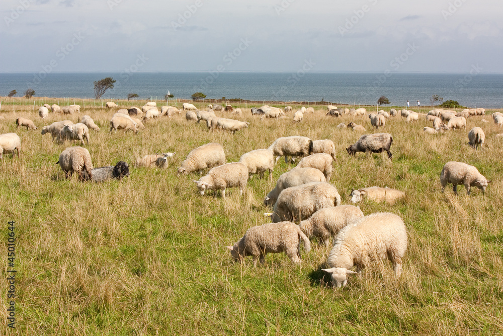 Schafherde auf Sylt, Im Hintergrund die Nordsee Schafherde auf Sylt, Im Hintergrund die Nordsee