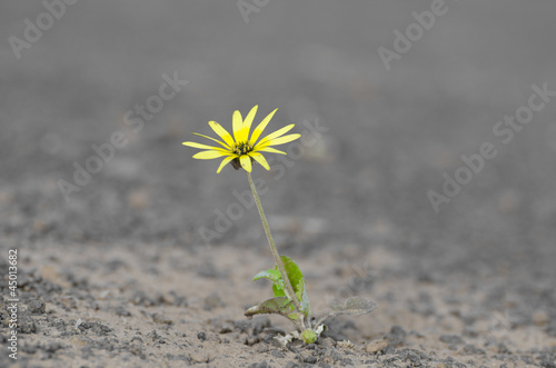Drought surviving plant © roboriginal