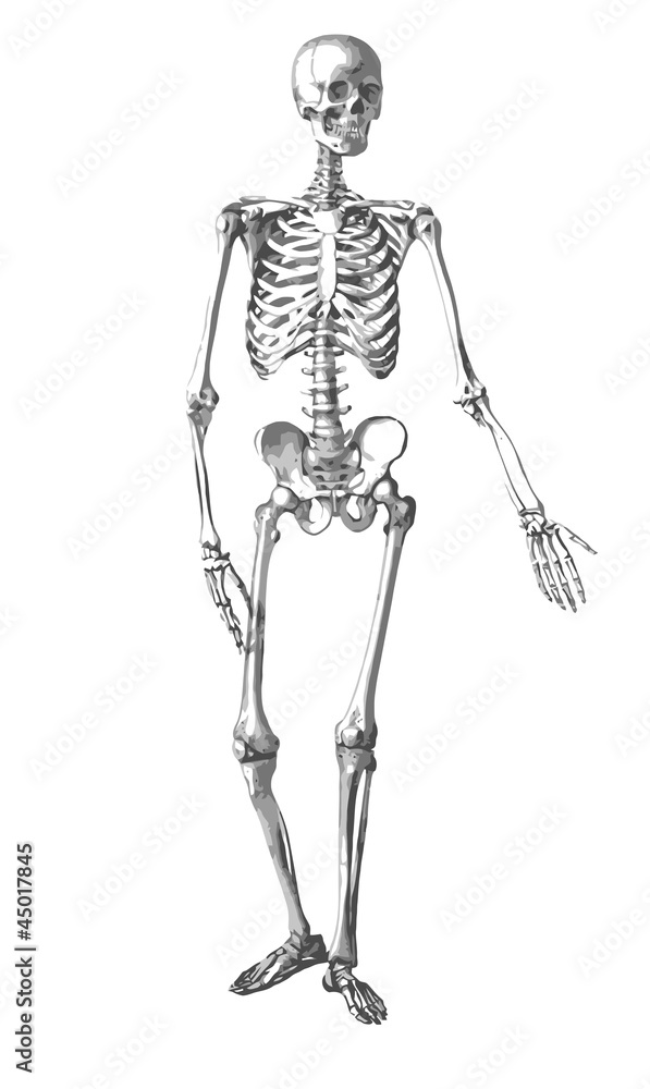 Squelette, planche d'anatomie Squelette, planche d'anatomie