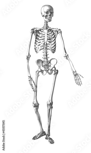 Squelette, planche d'anatomie