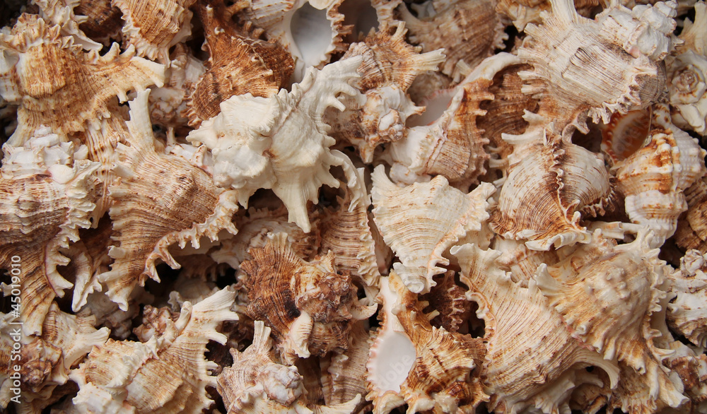 A Collection of Sea Shells for a Background Display. A Collection of Sea Shells for a Background Display.