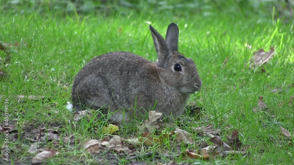 Rabbit nibbling grass in a wood, in England. Rabbit nibbling grass in a wood, in England.