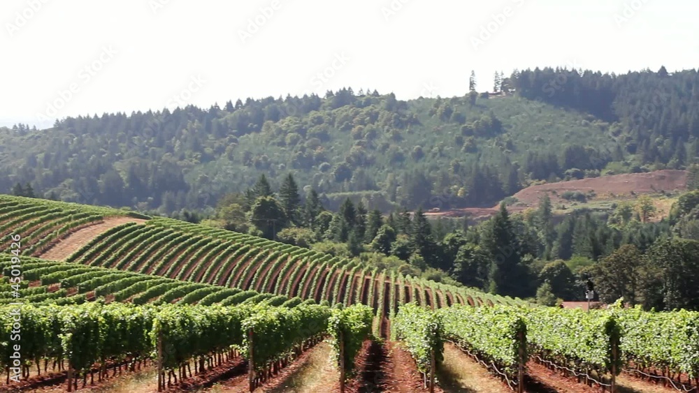 Winery Vineyard on Rolling Hills in Oregon